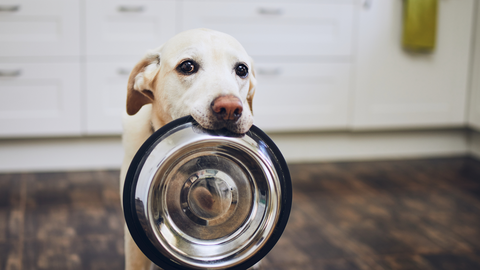 Veterinario